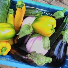 Biologische Ratatouille