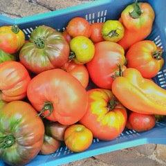 Biologische Tomaten