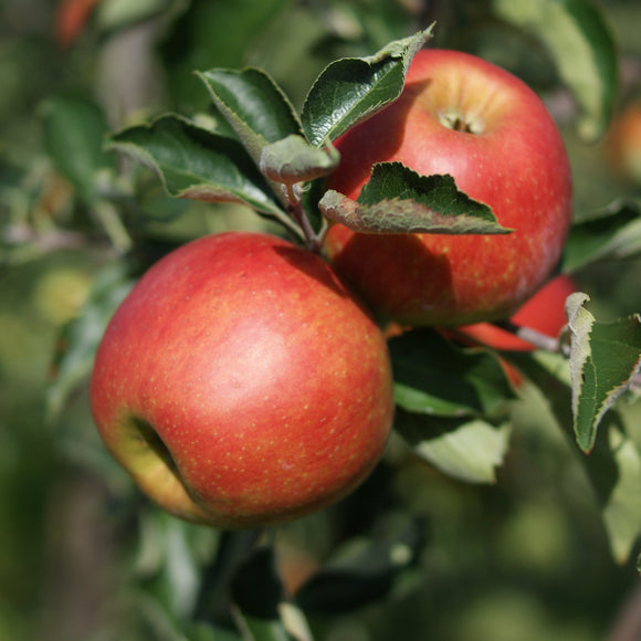 Berckelaer appels